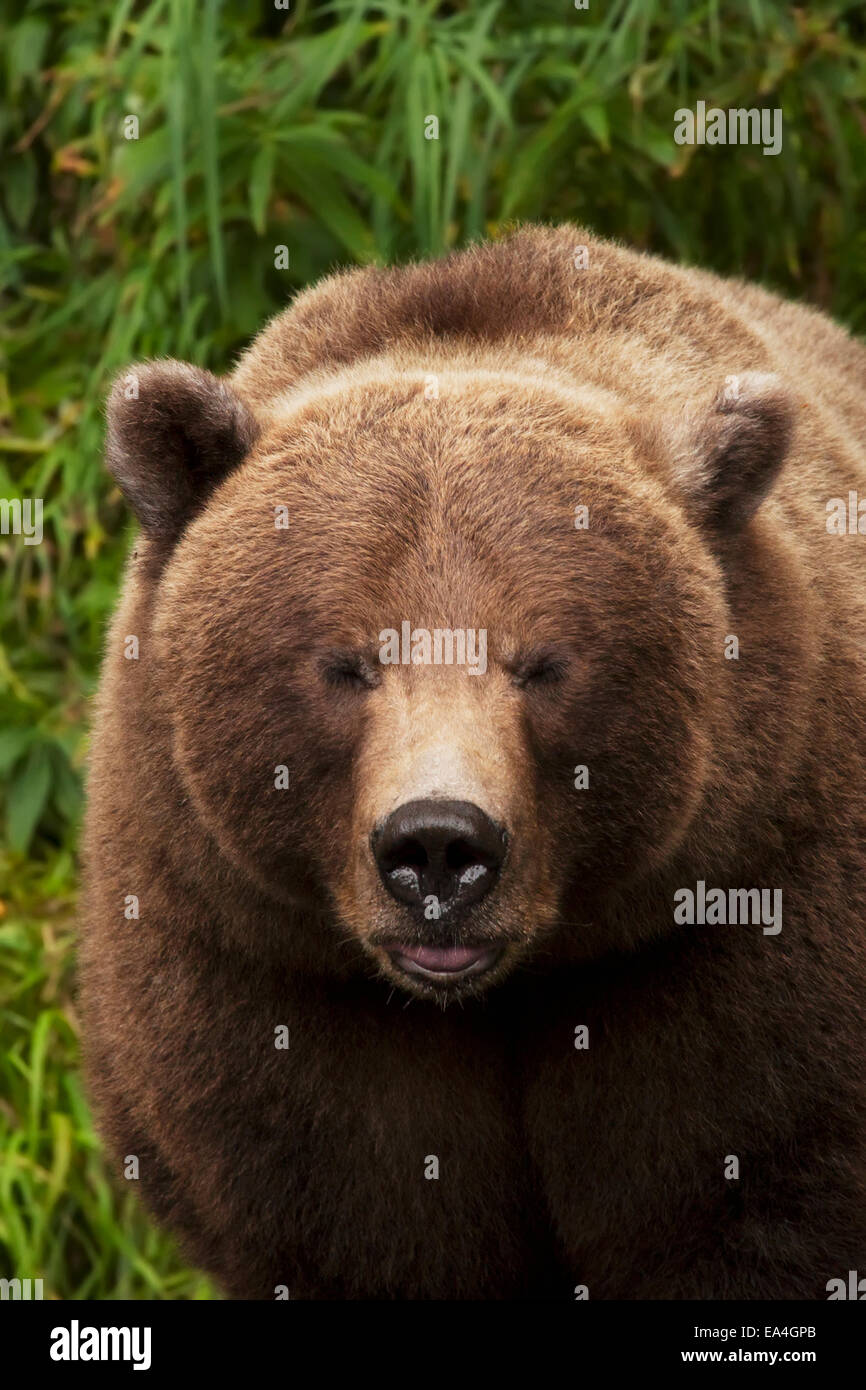 Close up of a Brown Bear fishing along the Russian River, Kenai ...