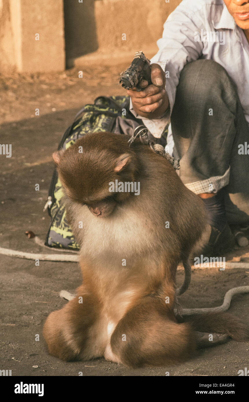 Monkey trainer and monkeys performed as a show in Wuhan China. Stock Photo