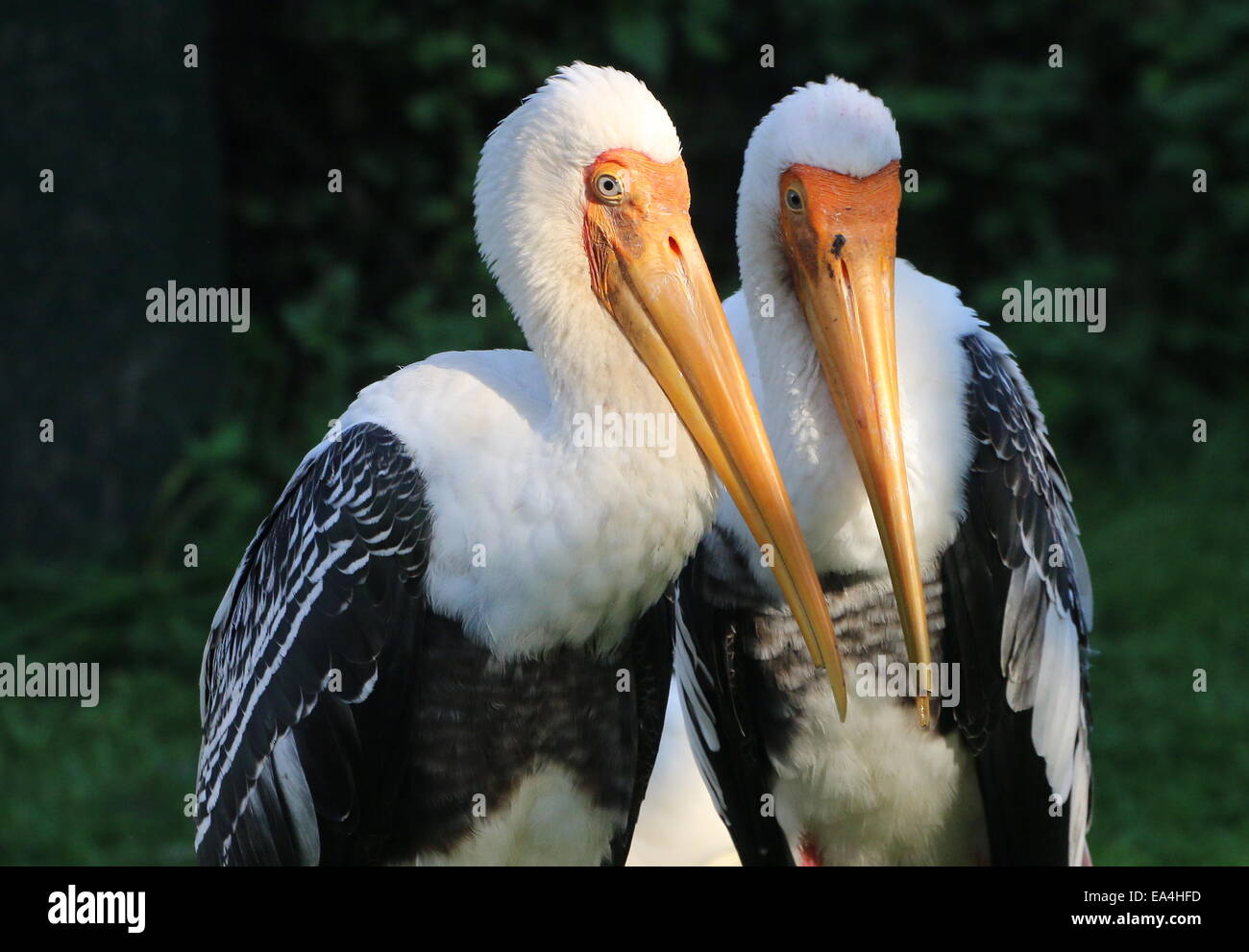 Photogenic pair of Aisan Painted Storks (Mycteria leucocephala) close-up of upper body and head, eye-contact Stock Photo