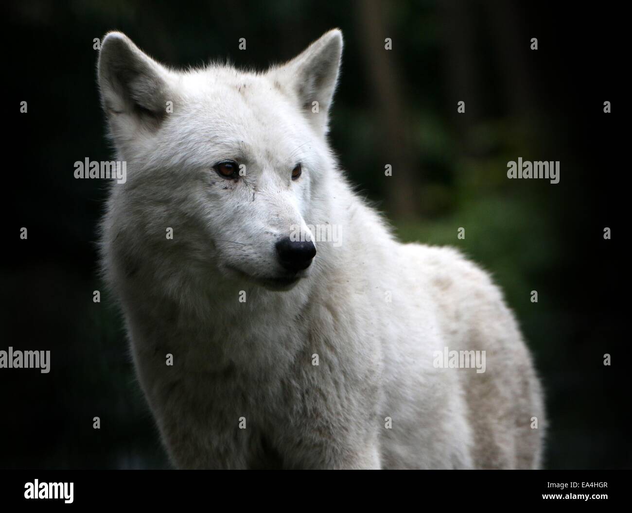 Close-up of an all-white North American Wolf Stock Photo