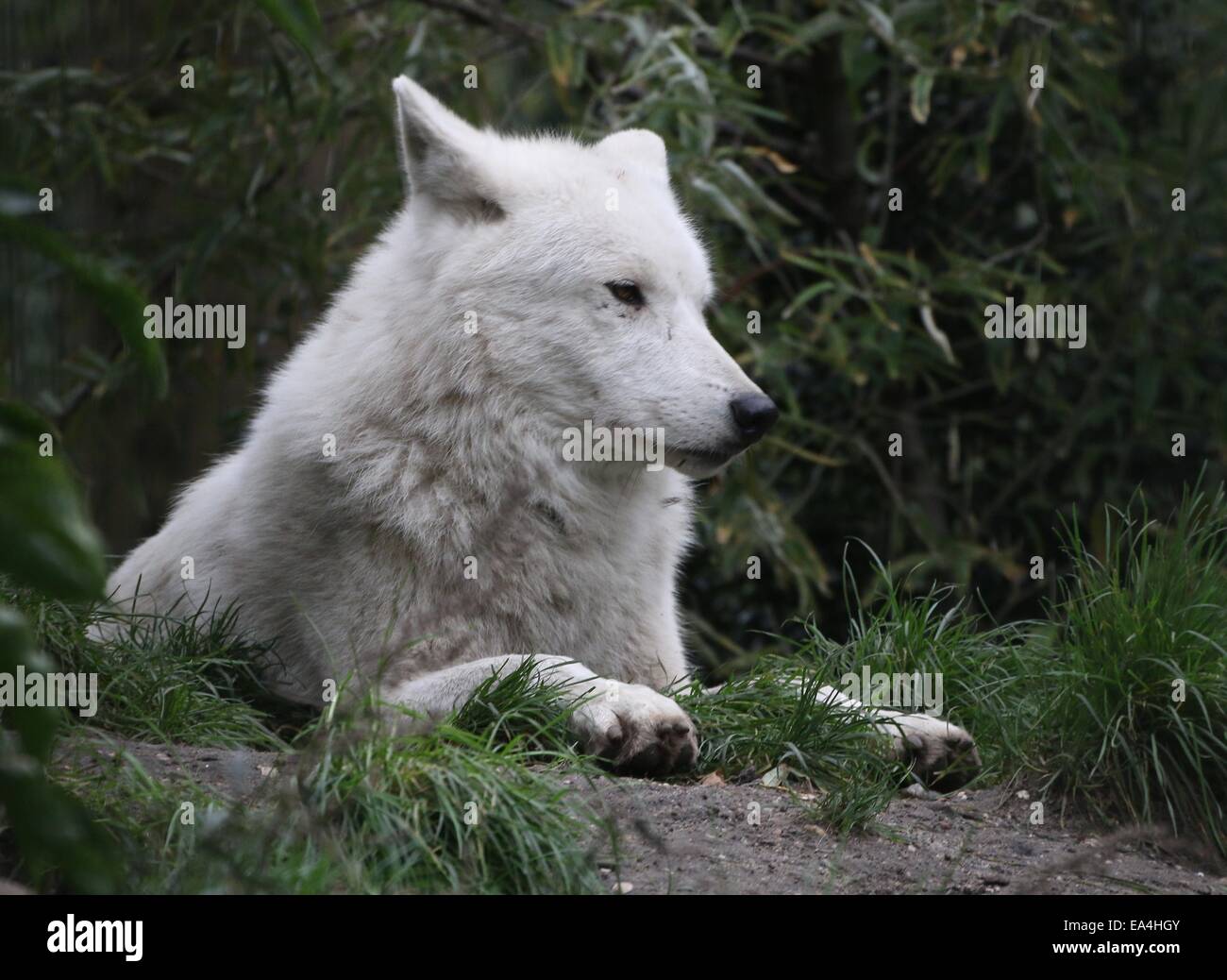 Close-up of the All-white Hudson Bay wolf (Canis lupus hudsonicus) resting in a natural setting Stock Photo