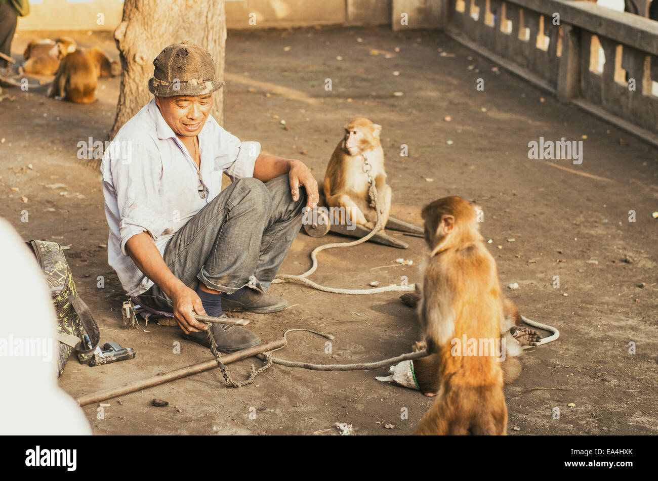 monkey trainers most expensive
