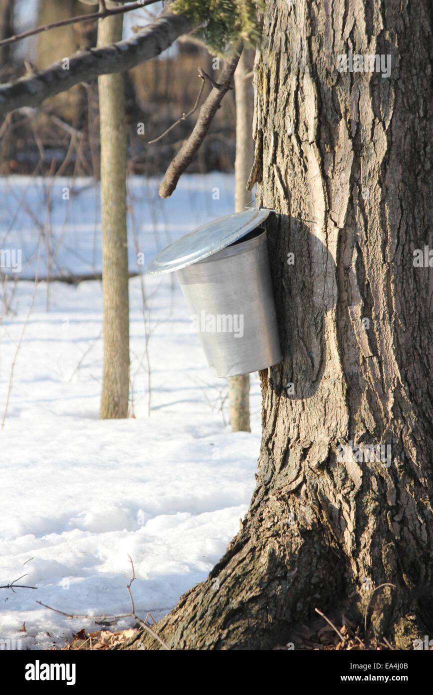 Metal sap bucket attached to a maple tree to catch sap drippings for