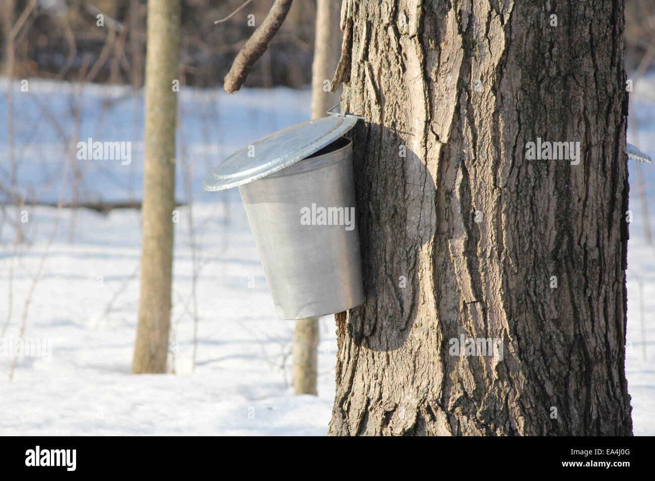 Metal sap bucket attached to a maple tree to catch sap drippings for