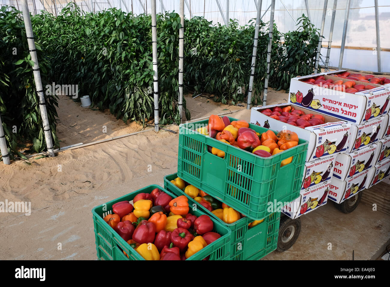 Negev Desert, Israel. 06th Nov, 2014. Peppers are grown in desert sand at the Ramat Negev R&D Center, which develops advanced agriculture methods in the Negev Desert. Due to limited annual rainfall experimental crops are irrigated with saline brackish water from underground aquifers, 800 to 1200 meters deep. The center tests varieties of olives, pomegranates, jojoba, tomatoes, peppers, fresh herbs and ornamental flowers and the feasibility of irrigation with brackish water. Results and knowledge are shared with regional farmers and international academic institutions. © Nir Alon/Alamy Live New Stock Photo