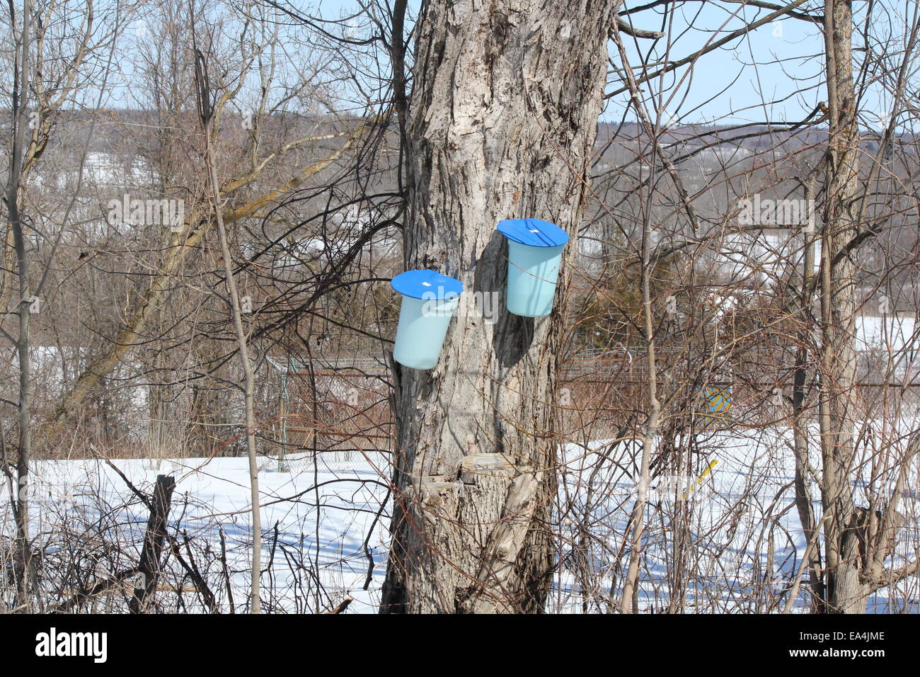Plastic sap bucket catching sap from tapped maple tree to make maple