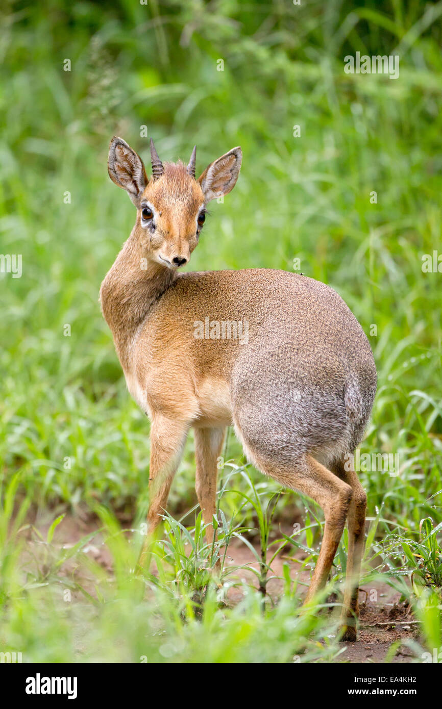 Dik-dik, the worlds smallest antelope, near Kruger National Park; South  Africa Stock Photo - Alamy