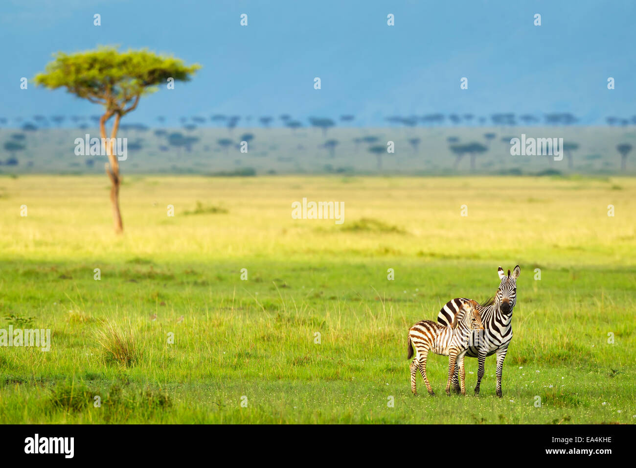 Zebras on the serengeti plains; South Africa Stock Photo