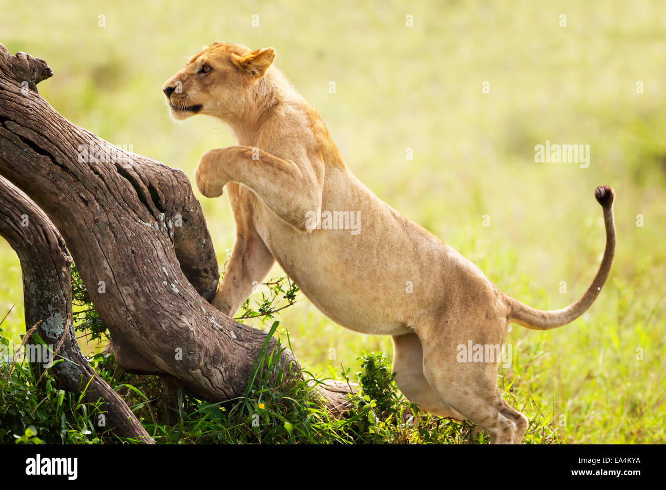 Lion chasing prey hi-res stock photography and images - Alamy