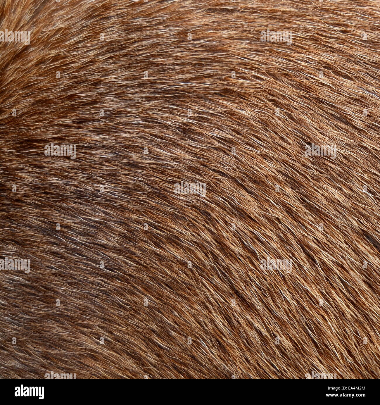 Closeup Of Animal Fur Stock Photo Alamy