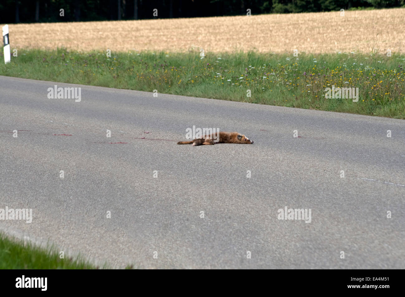 Dead fox on the street. hit by car. accident on street Stock Photo