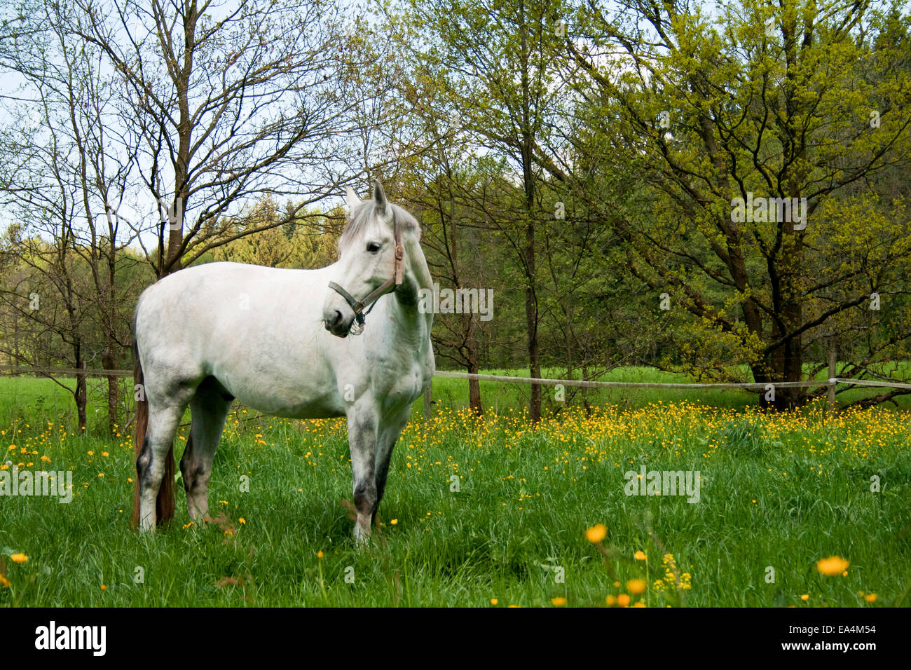 White Horse on pasture Stock Photo - Alamy