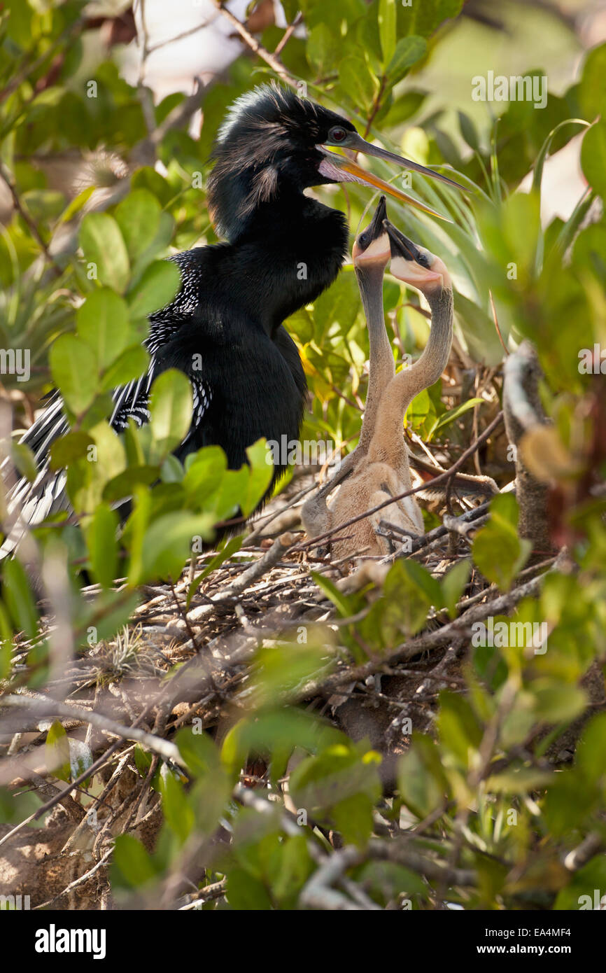 Anhinga chicks hi-res stock photography and images - Alamy