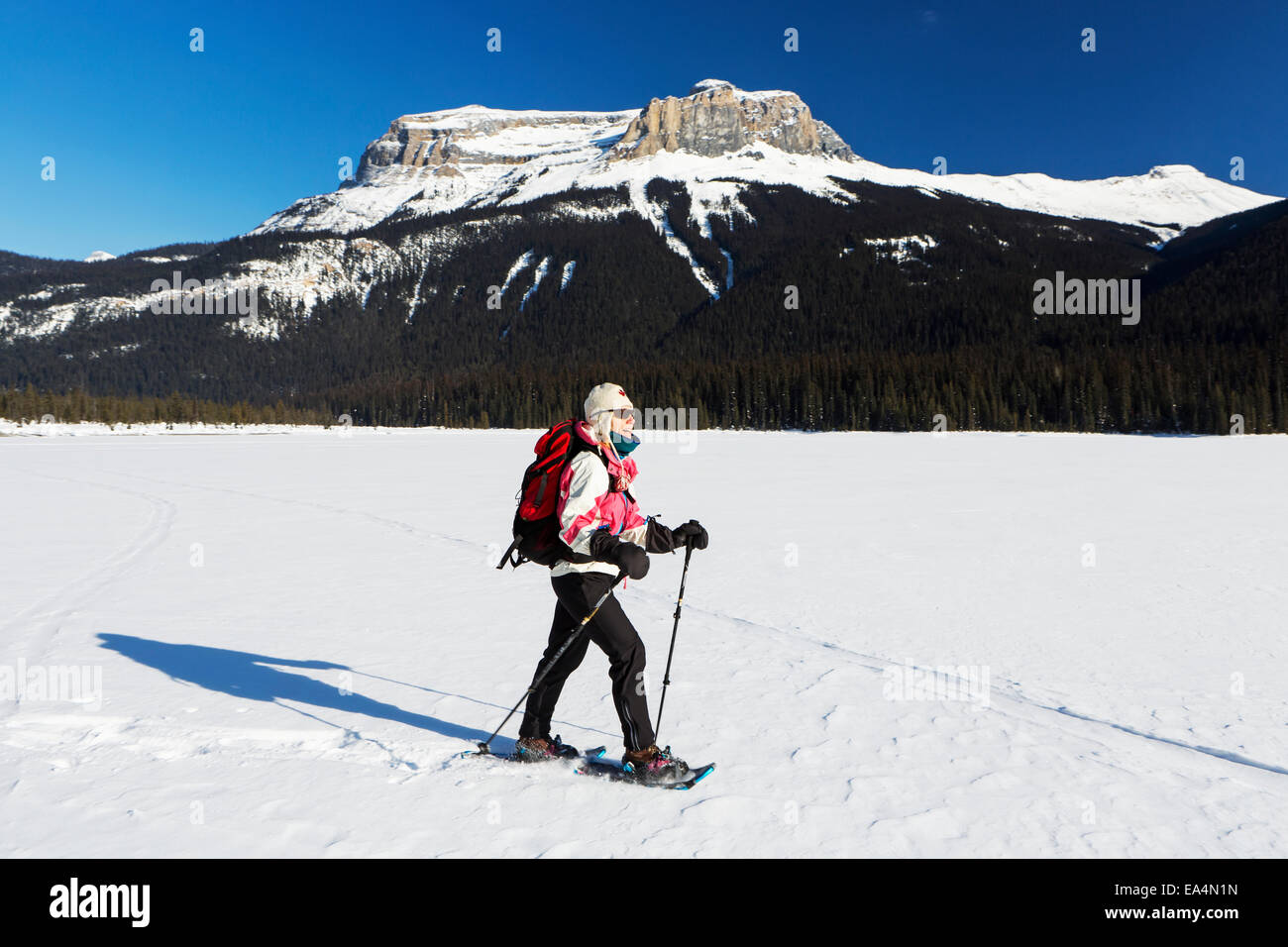 Female snowshoeing on snow covered mountain lake with snow covered mountains and blue sky; Field, British Columbia, Canada Stock Photo