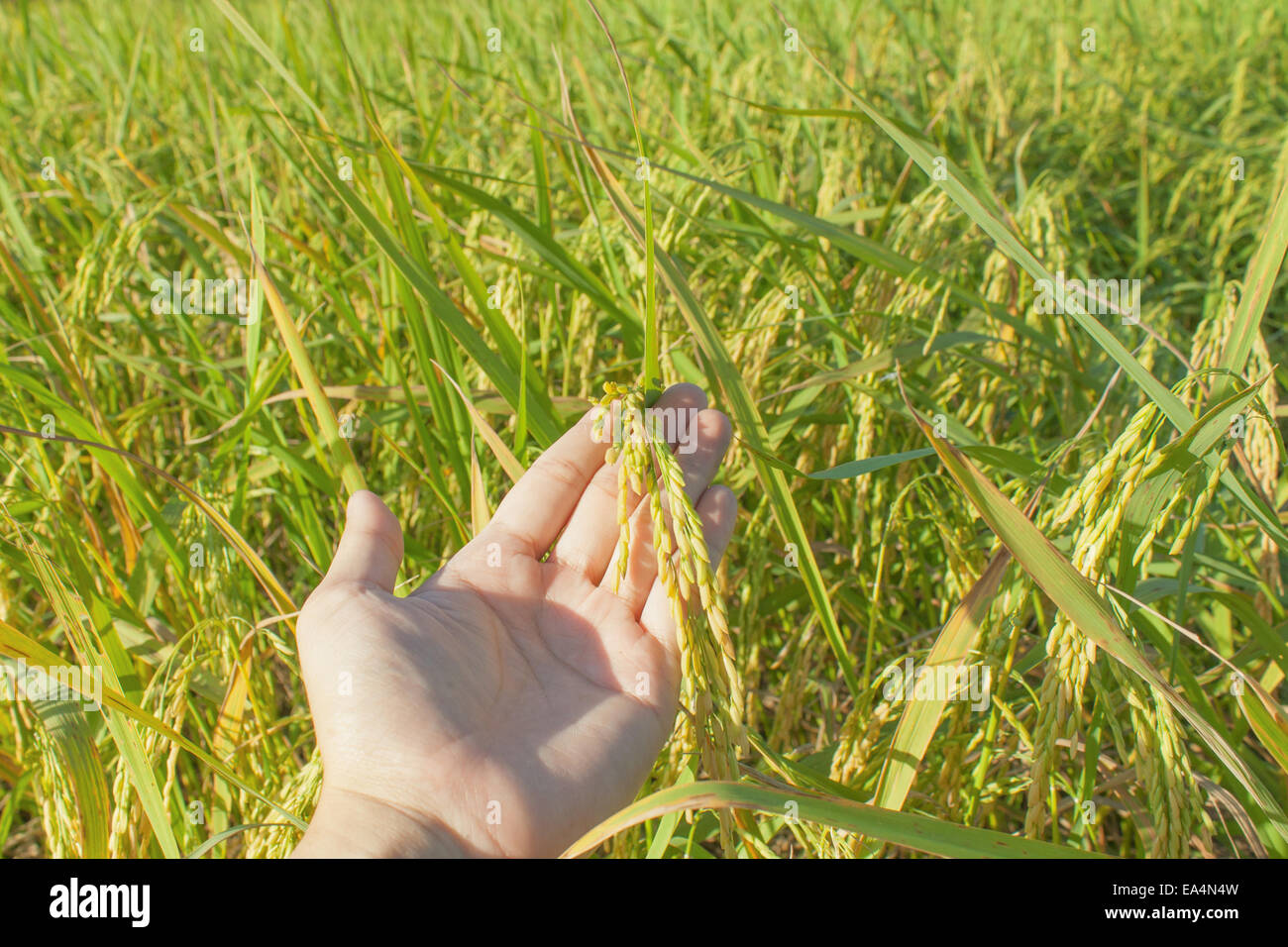 man hand with rice harvest with rice field background Stock Photo - Alamy
