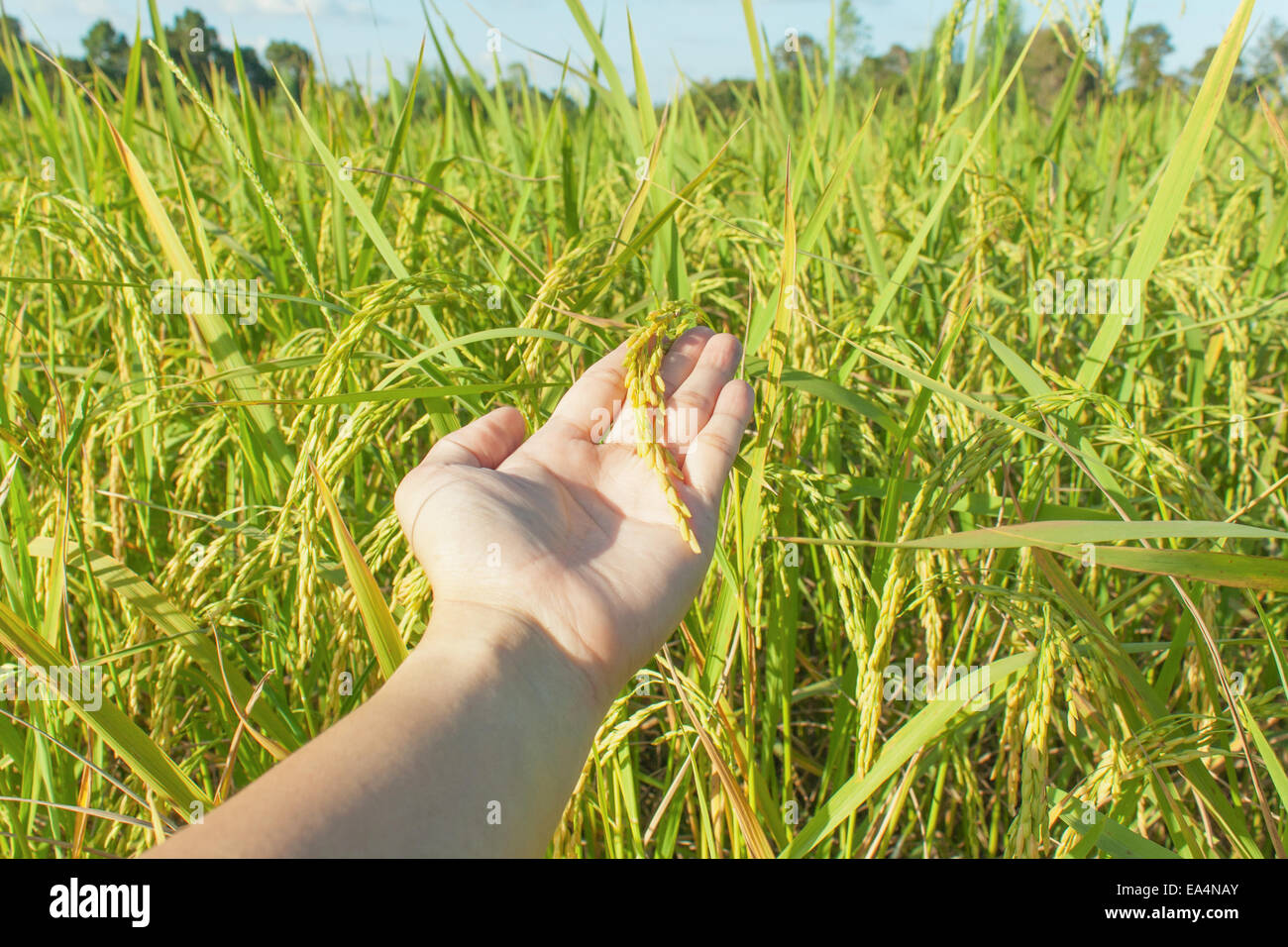 man hand with rice harvest with rice field background Stock Photo - Alamy