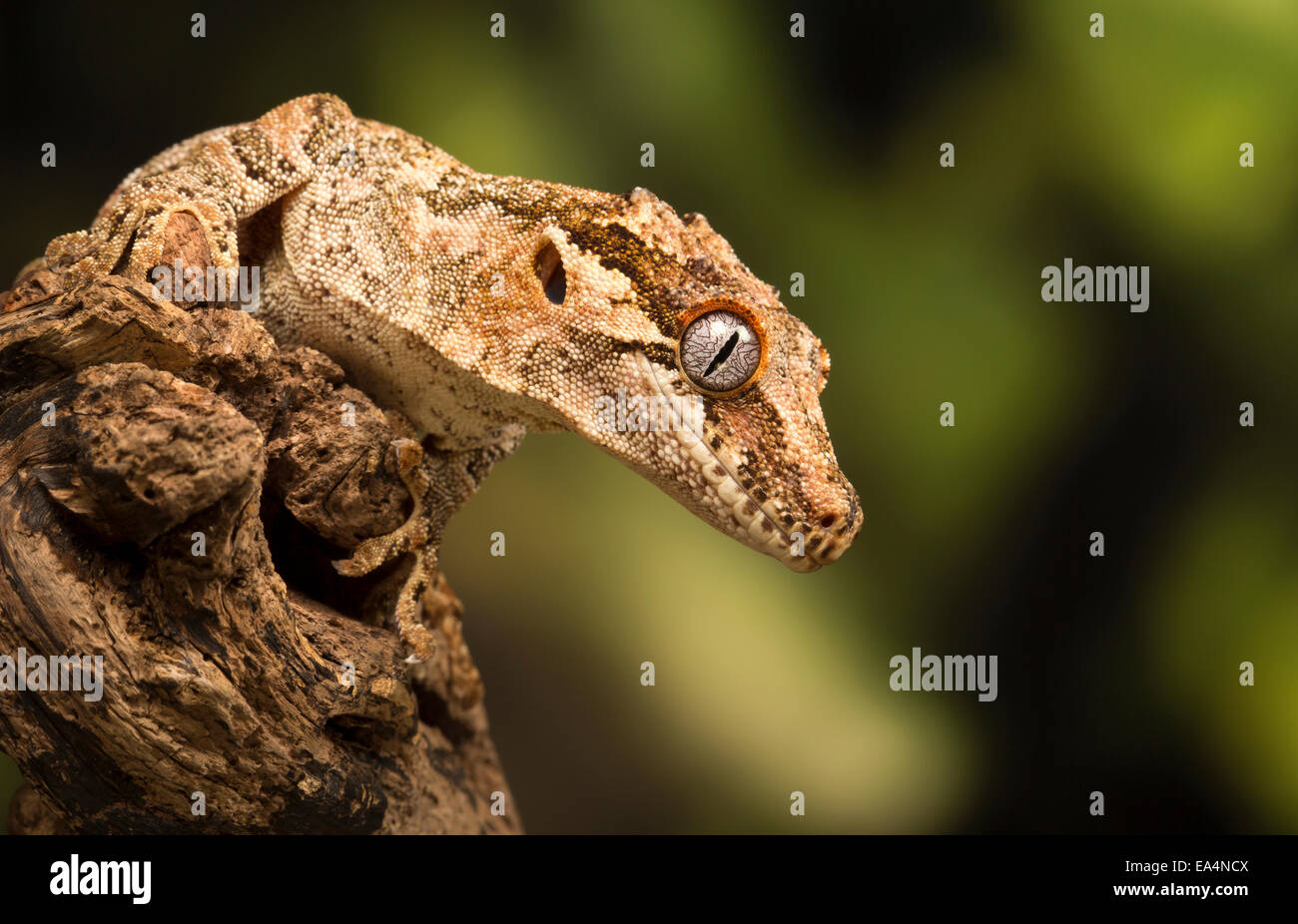 Gargoyle gecko (Rhacodactylus auriculatus) on a log Stock Photo