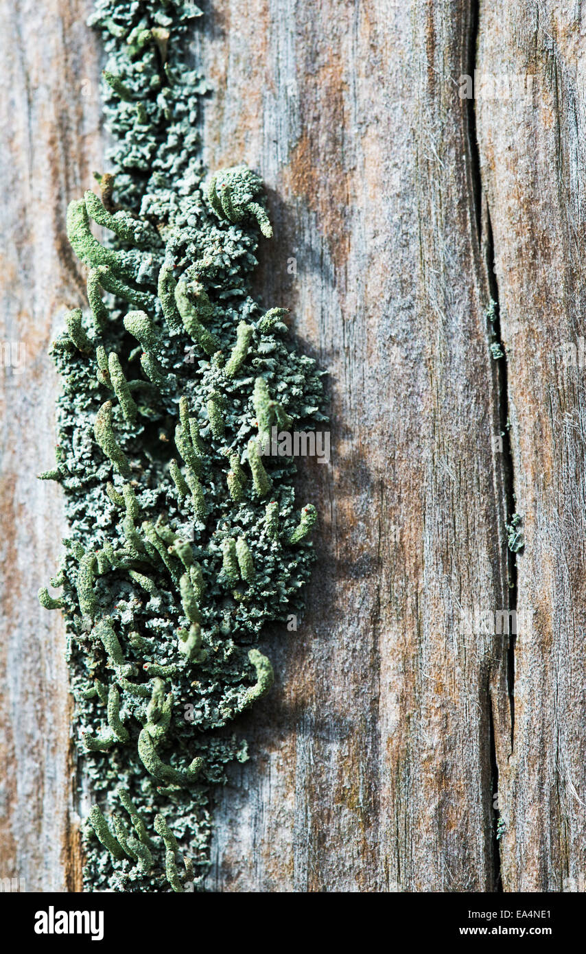 Lichen grow on a fence post; Astoria, Oregon, United States of America Stock Photo