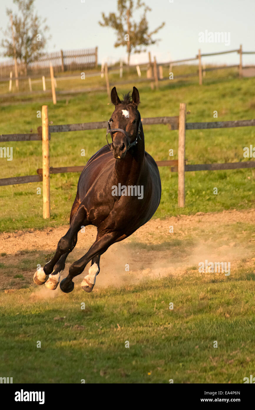 Horse gallops almost in curve Stock Photo