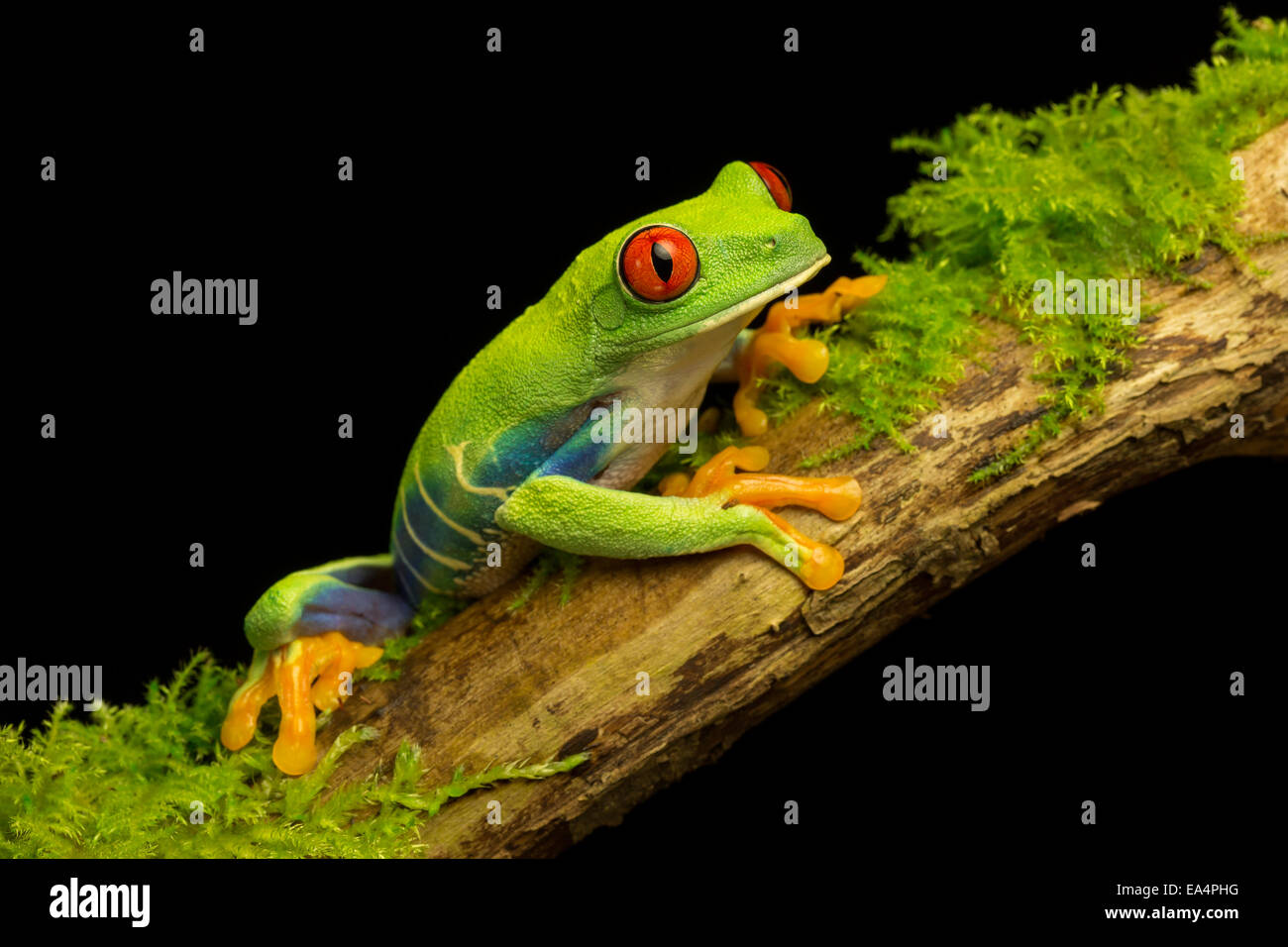 Red-eyed green tree frog (Agalychnis callidryas) sitting on a mossy stick Stock Photo