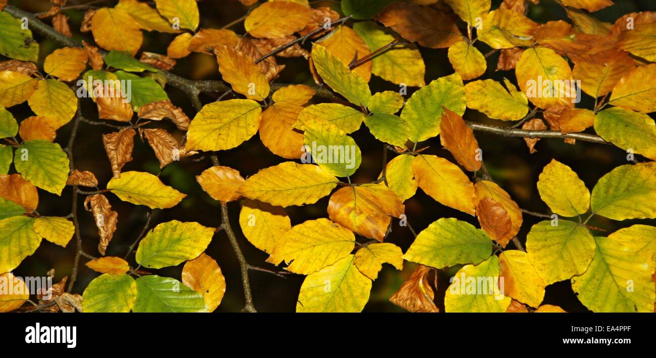 autumn leaves close up background and autumn colors Stock Photo - Alamy