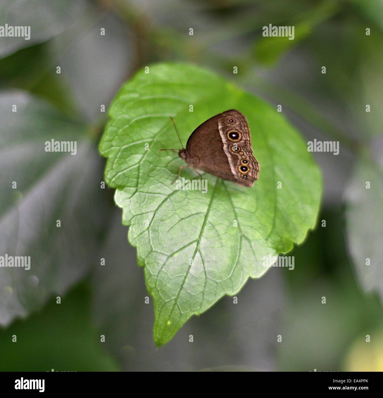 Small Brown butterfly on green leaves on the meadow Stock Photo