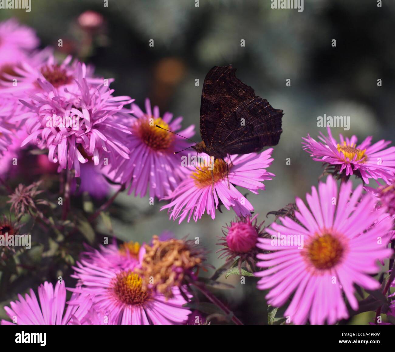 Butterfly on dahlia flower hi-res stock photography and images - Alamy