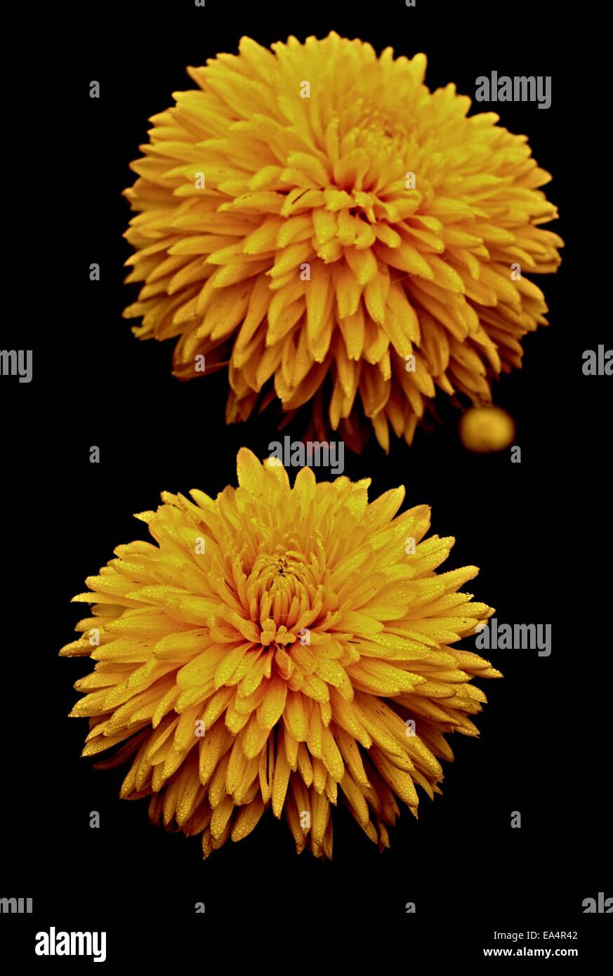 Two yellow dahlia and black background Stock Photo