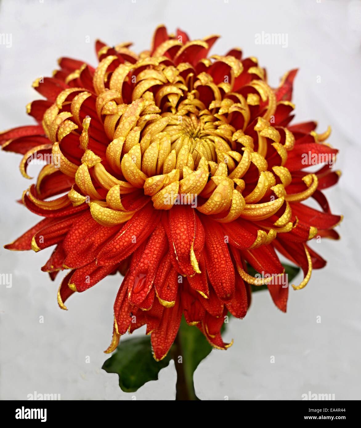 Gold and red dahlia in the rain and white background Stock Photo