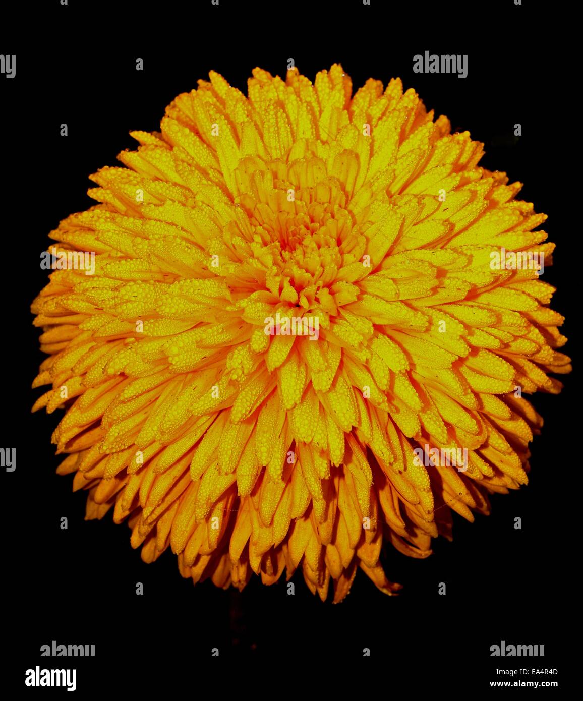 Yellow dahlia in the rain and black background Stock Photo