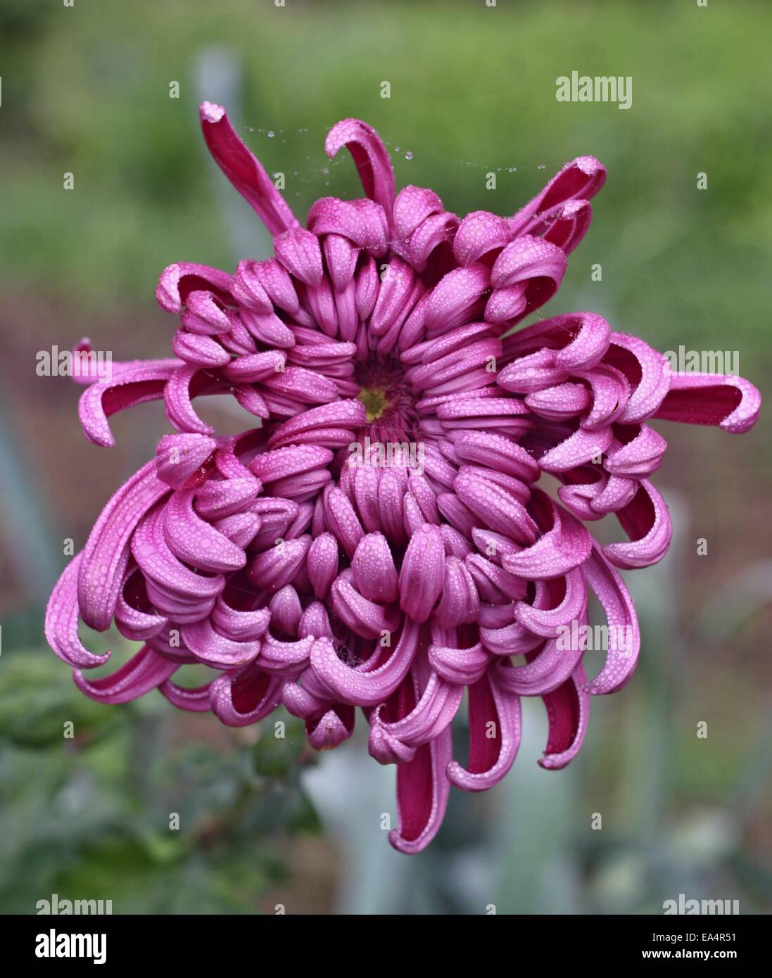 Violet dahlia in the rain and green background Stock Photo