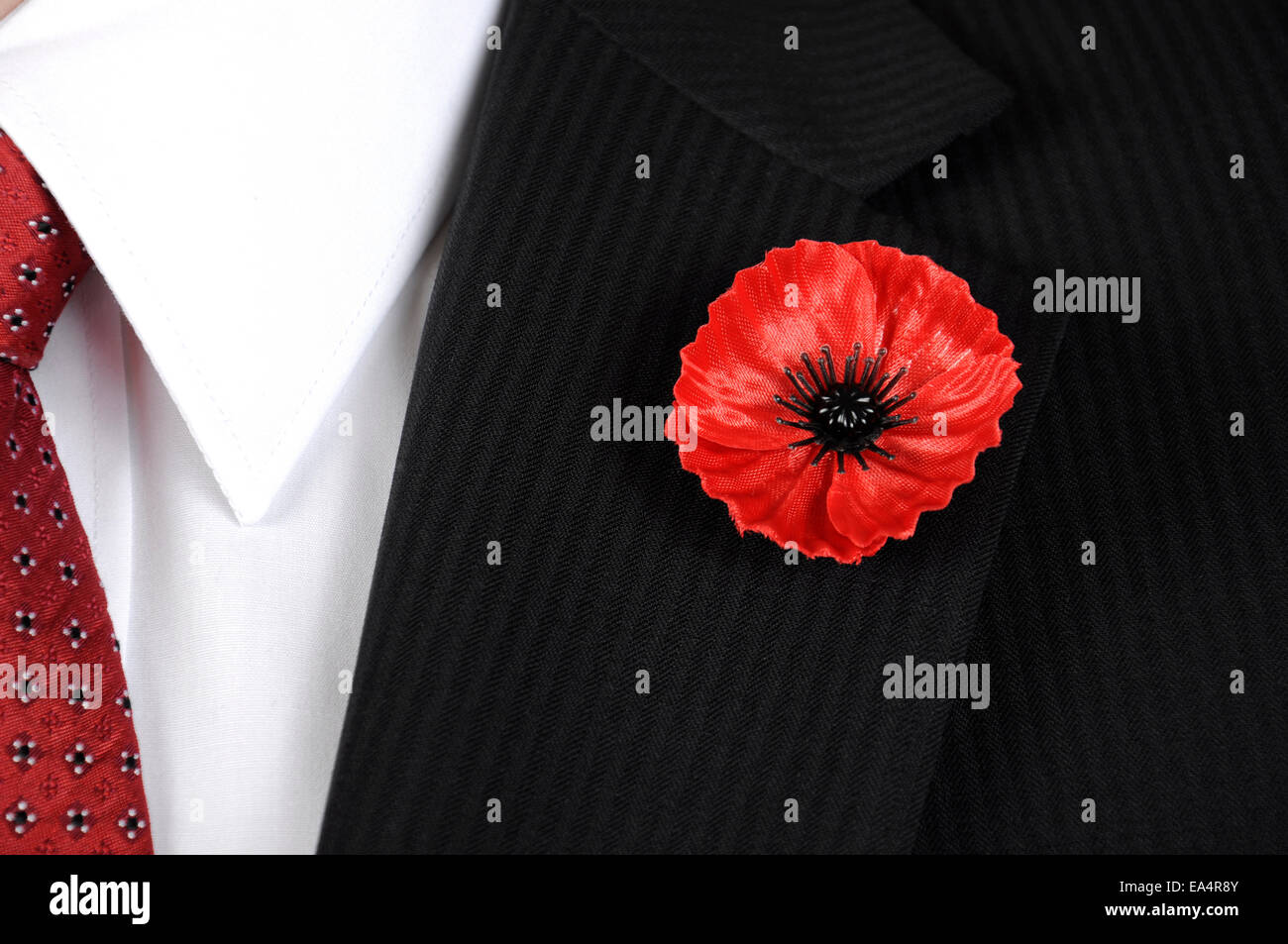 November 11, Armistice Day, Red Poppy for Lest We Forget remembrance ...