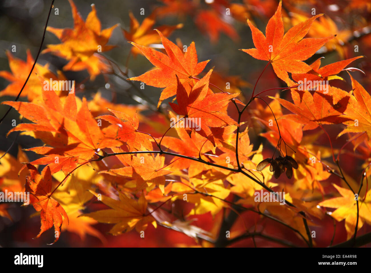 Fall yellow and orange maple leaves Stock Photo