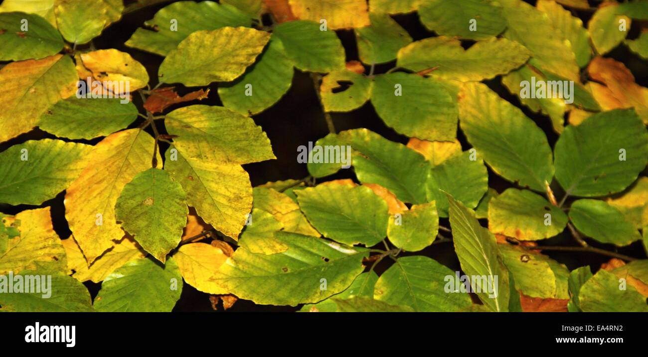 autumn leaves close up background and autumn colours Stock Photo - Alamy