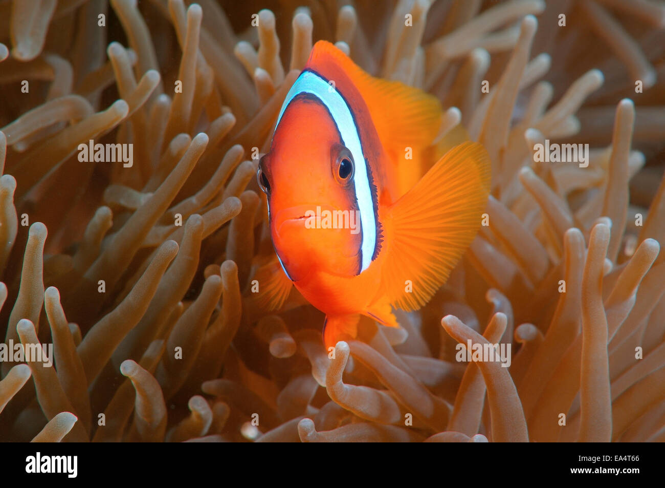 Red Anemonefish or Australian clownfish (Amphiprion rubrocinctus) Bohol Sea, Cebu, Philippines, Southeast Asia Stock Photo