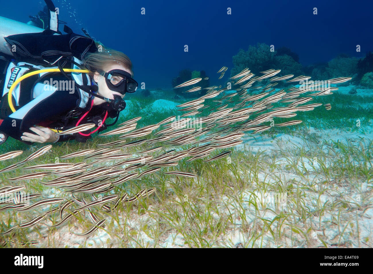 Diver looking at a school of fish striped Eel Catfish (Plotosus lineatus) Bohol Sea, Cebu, Philippines, Southeast Asia Stock Photo