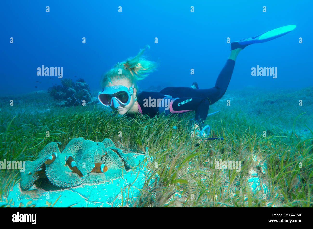 freediver looking at clown-anemonefish  (Amphiprion percula) Bohol Sea, Cebu, Philippines, Southeast Asia Stock Photo
