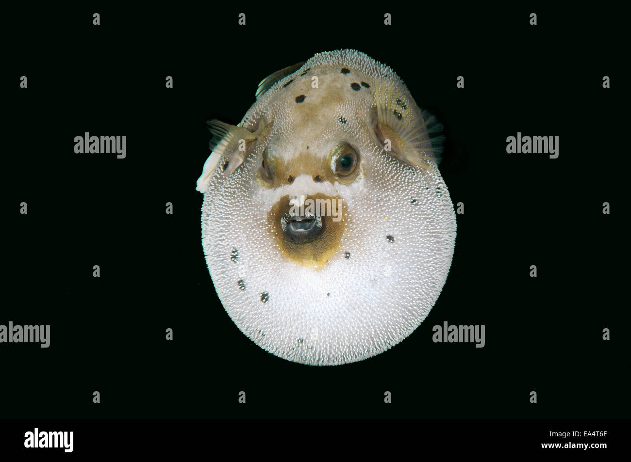 Blackspotted puffer or  dog-faced puffer (Arothron nigropunctatus) Bohol Sea, Cebu, Philippines Stock Photo