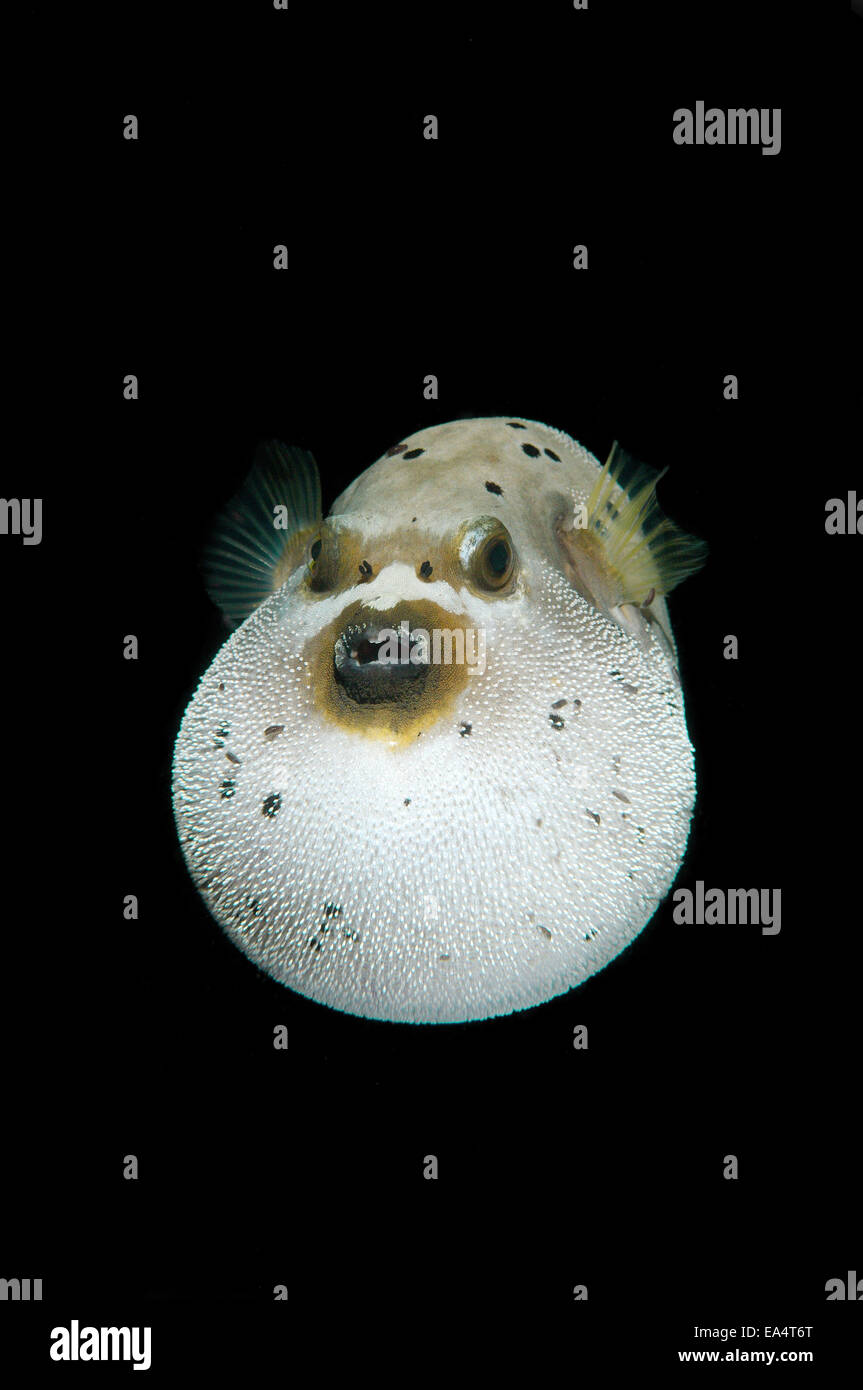 Blackspotted puffer or  dog-faced puffer (Arothron nigropunctatus) Bohol Sea, Cebu, Philippines Stock Photo