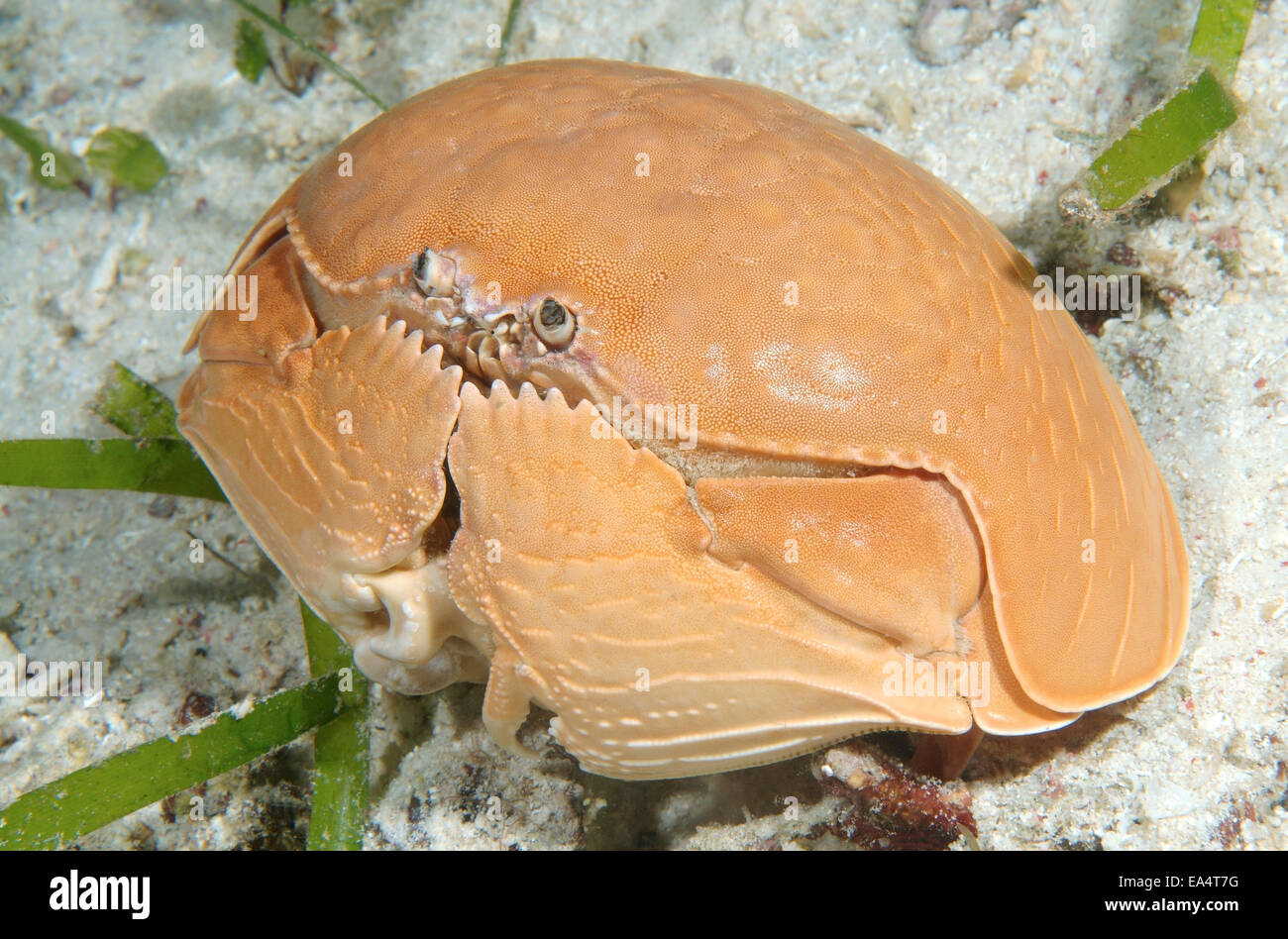 crab smooth (Calappa calappa)  Bohol Sea, Oslob, Cebu, Philippines, Southeast Asia Stock Photo