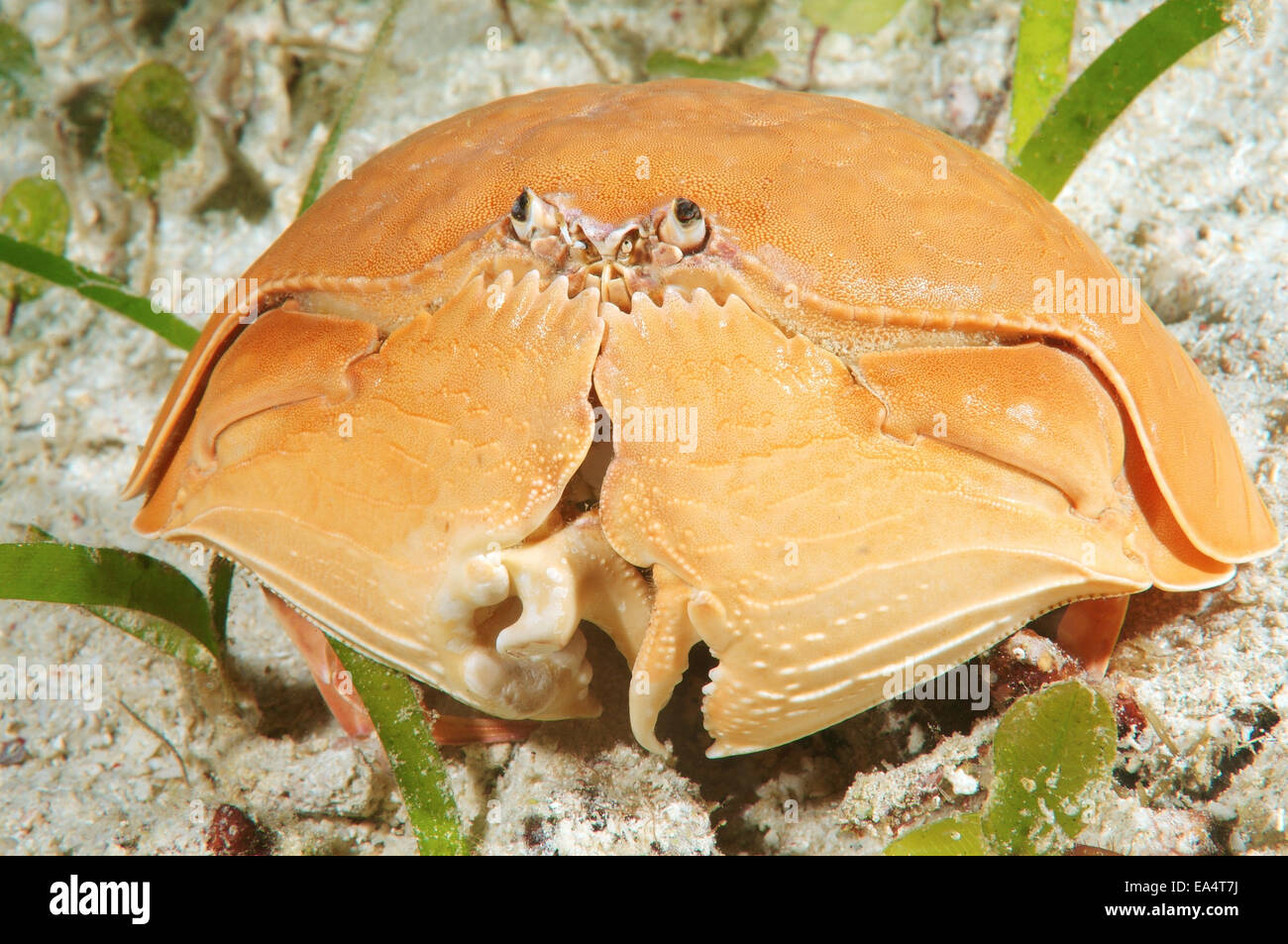 crab smooth (Calappa calappa) Bohol Sea, Cebu, Philippines, Southeast Asia Stock Photo