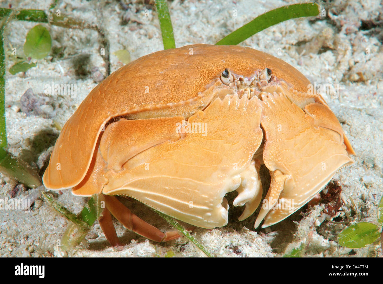 crab smooth (Calappa calappa) Bohol Sea, Cebu, Philippines, Southeast Asia Stock Photo