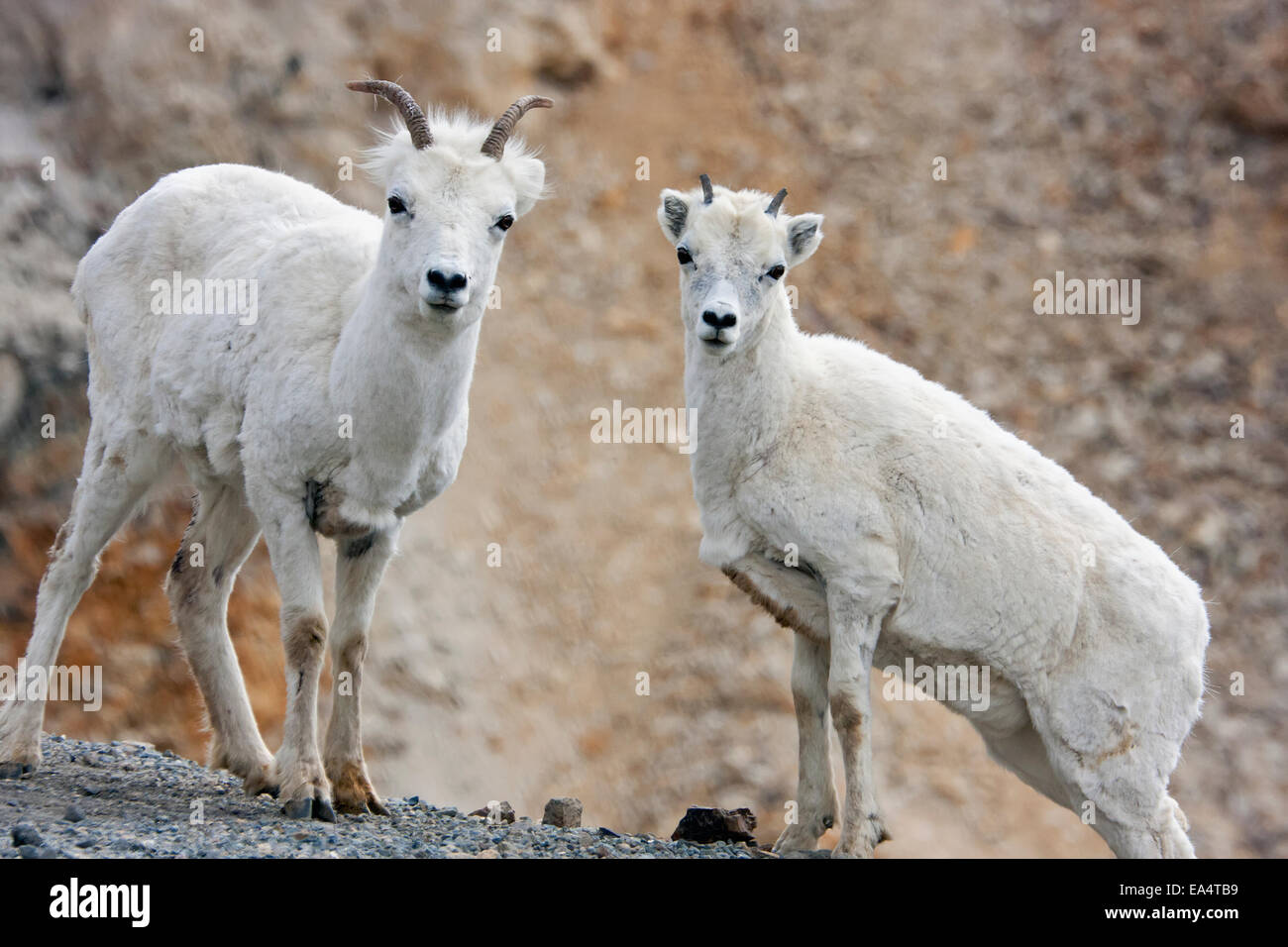 Young Dall Sheep Rams (Ovis dalli) in Denali National Park; Alaska, United States of America Stock Photo