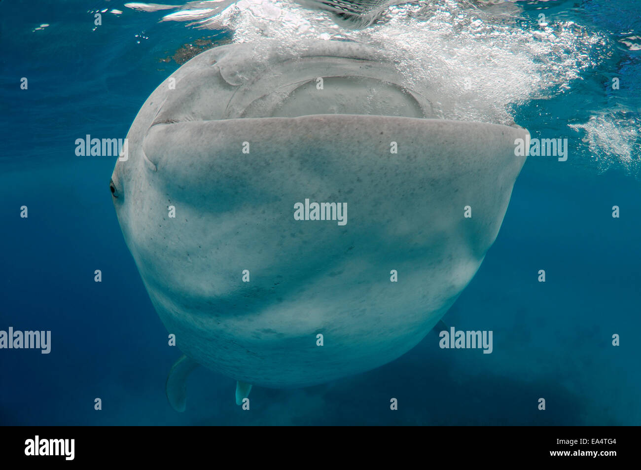 Whale shark (Rhincodon typus) Bohol Sea, Oslob, Cebu, Philippines ...