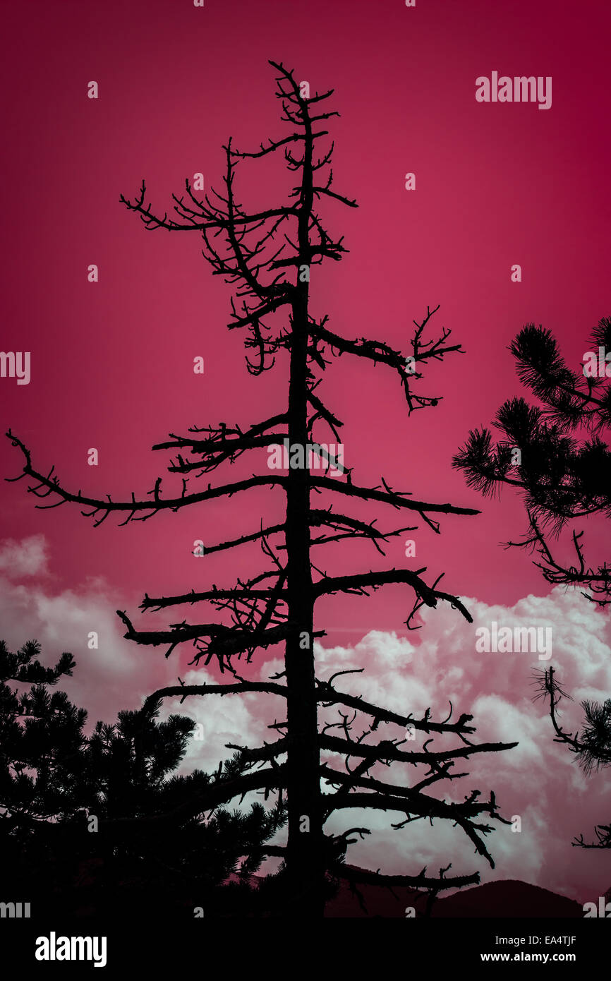 Tree skeleton hi-res stock photography and images - Alamy