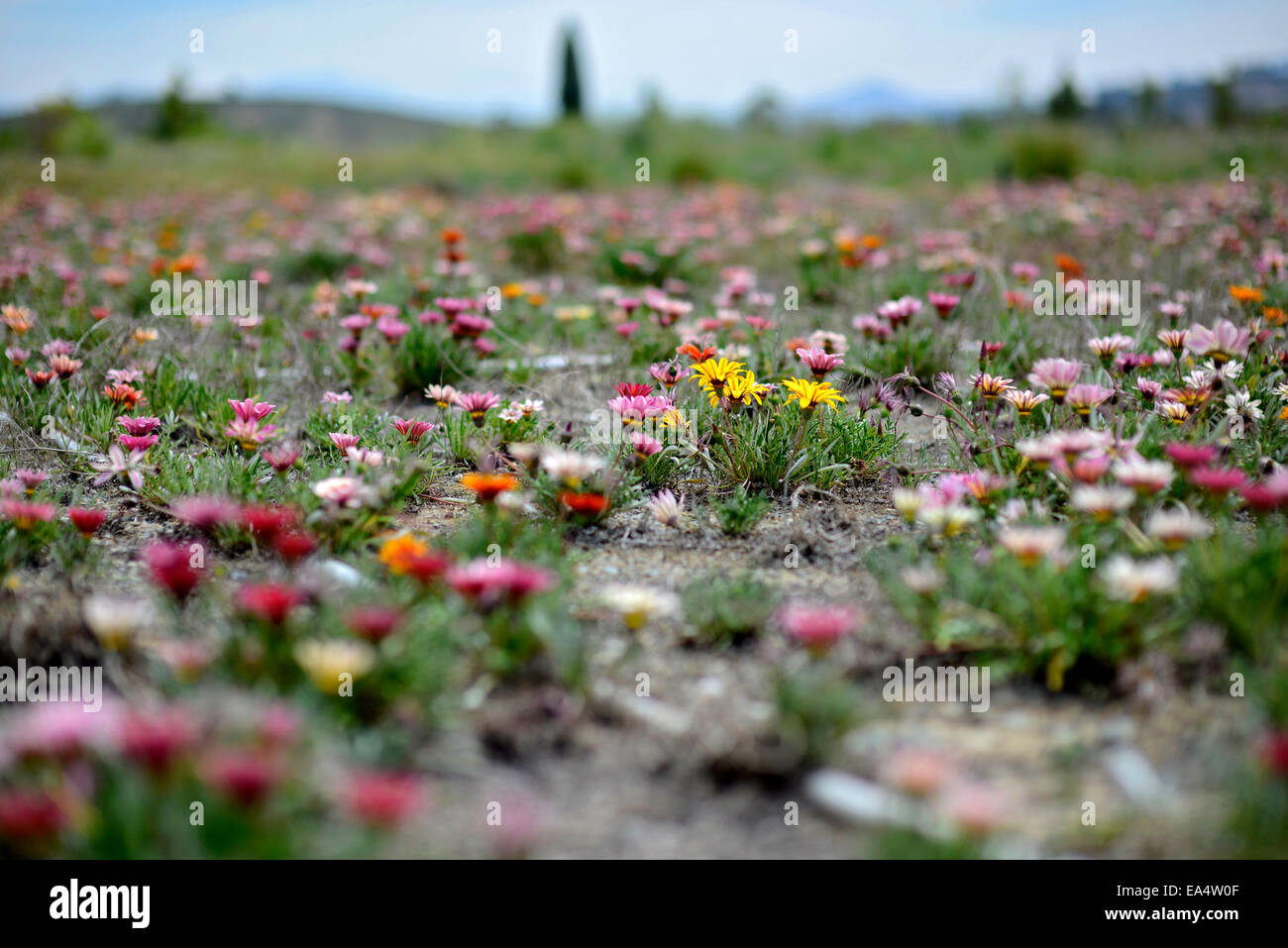 A vast field of wildflowers in eastern San Diego County, California / © Craig M. Eisenberg Stock Photo