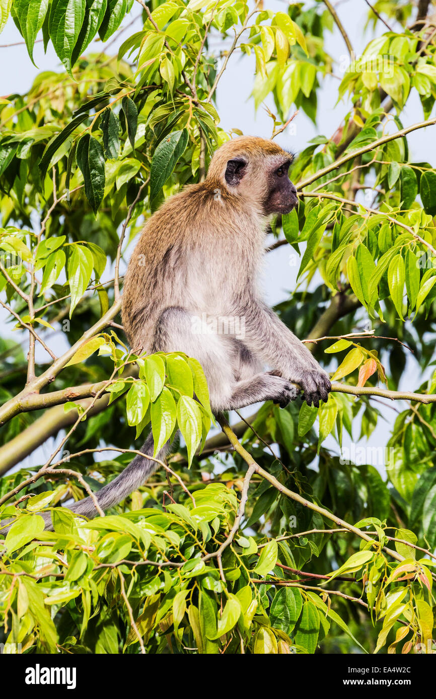 Crabeating macaque or longtailed macaque (Macaca fascicularis), Siuhan, Lake Toba, North
