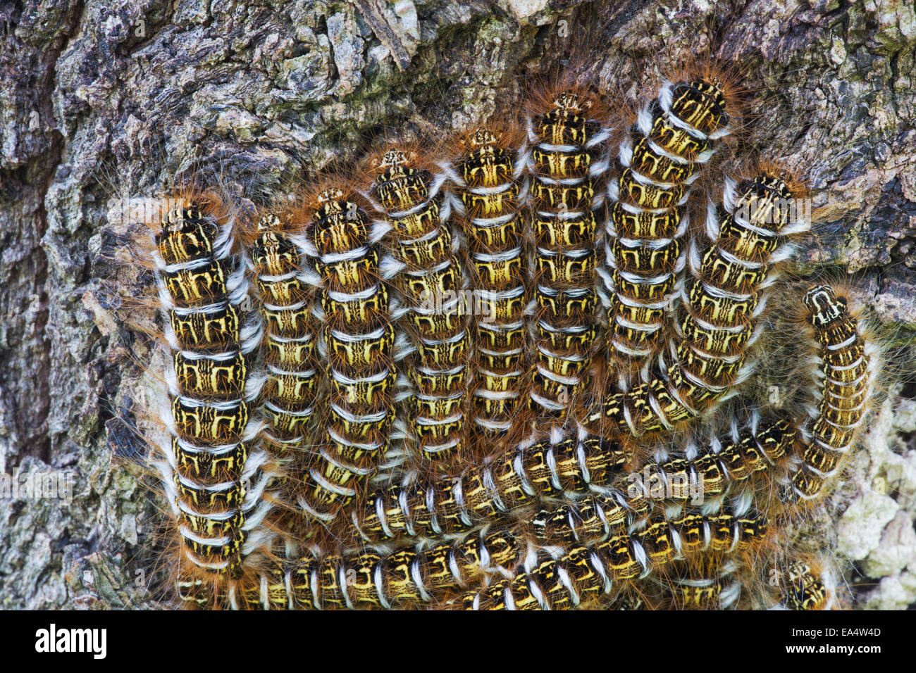 A cluster of catepillars congregate on a tree; Bolivia Stock Photo