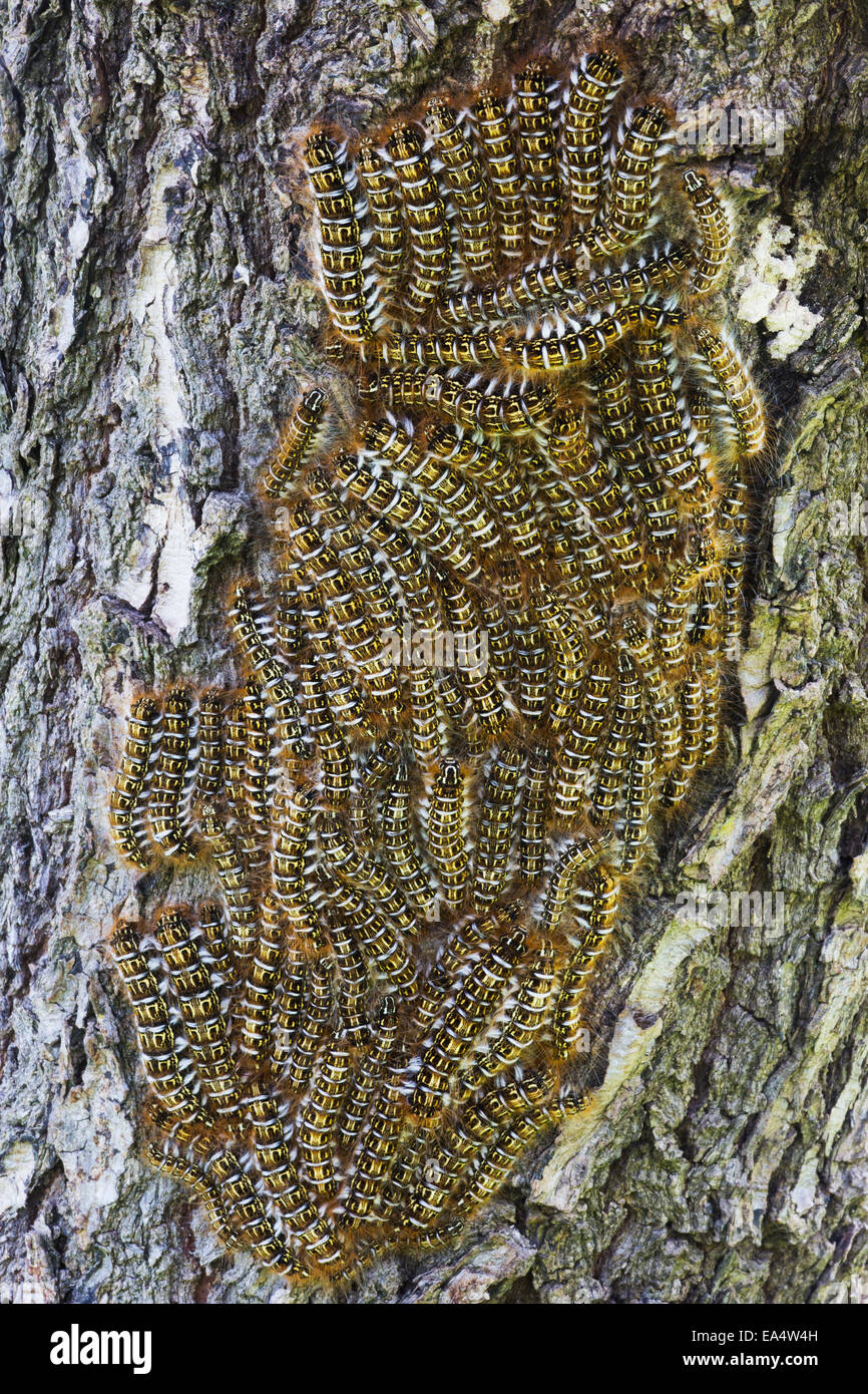 A cluster of catepillars congregate on a tree; Bolivia Stock Photo