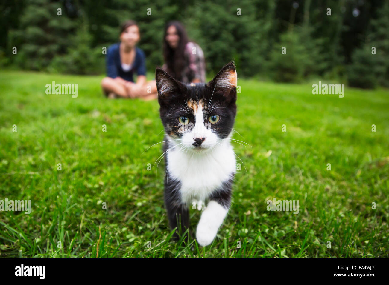 Calico kitten coming towards camera on the grass with two girls sitting in the background; Sherwood Park, Alberta, Canada Stock Photo